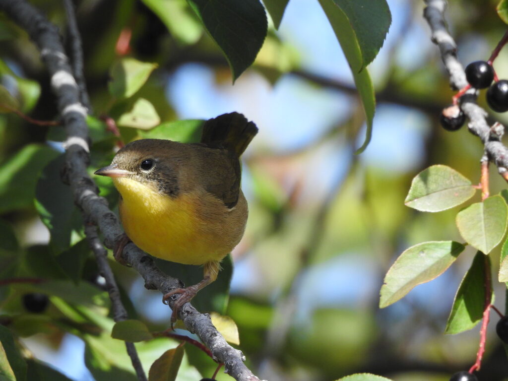 Sevenmile Creek - yellowthroat mission prickly pear land trust