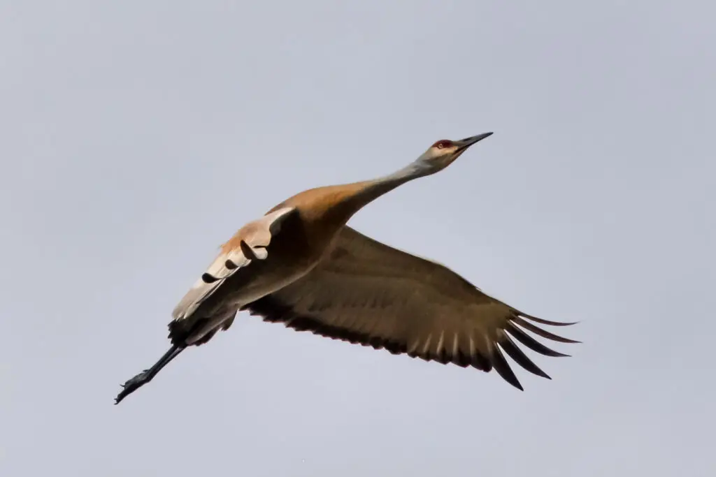 Sevenmile Creek - sandhill crane