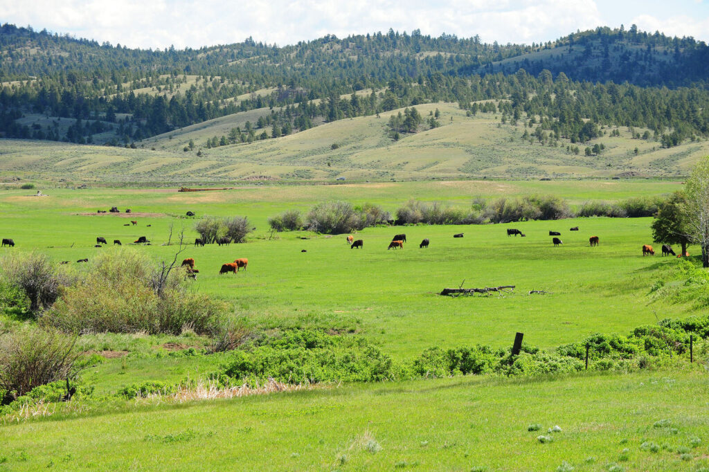 grazing at gehring ranch