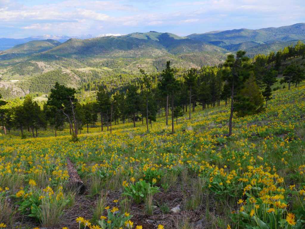 Mt Helena City Park